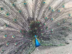 -祥源·阜阳生态乐园