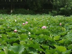 -桂湖森林公园