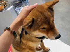 -柴务处·柴犬主题狗咖