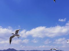 -海埂大坝