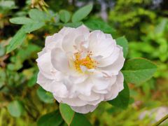 -深圳市中科院仙湖植物园
