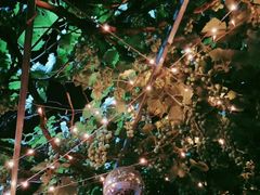 -ZING鲸鱼啤酒(葡萄院店)