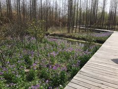 -溱湖国家湿地公园