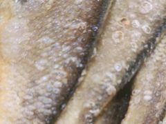 -天天渔港(杏林街店)