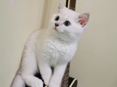 -欣宠猫屋·矮脚拿破仑·蓝金金渐层