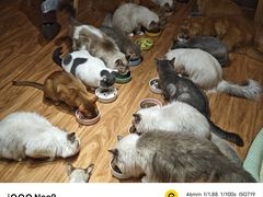 -MOCHA明星猫咖(田子坊店)