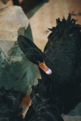 -酷嗒动物文化乐园(cutezoo西溪乐天城店)