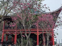 -顺峰山公园