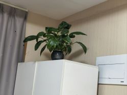 -Dr.林醫生产后修复·配方产康(南京江宁万达店)