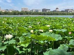 -莲花池公园