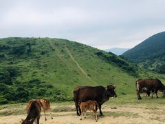 -大姆山草场