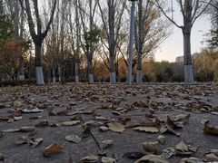 -青城公园