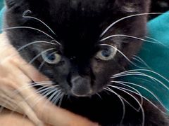 -宠颐生猫科·内科皮肤科(西平世纪城店)