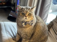 -佳雯宠物医院·皮肤科·内外科(春晓路分院)