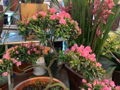 -双季花艺园艺市场(浦东店)