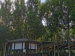 -长白岛森林公园