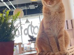 -Cappucimeow猫咪咖啡馆(韦伯时代店)
