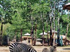 -大连森林动物园