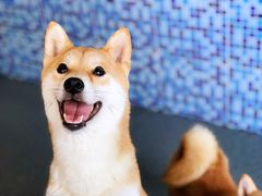 -柴源莊·柴小宠柴犬咖啡