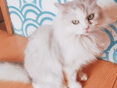 -Sweet cat·星愿猫咖(国贸大厦店)