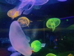 -太平洋海底世界餐厅
