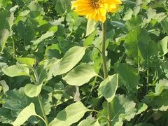 -田园东方蜜桃村的田野营地