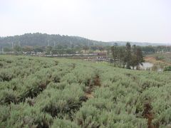 -大塘金香草谷