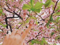-台场海滨公园船码头