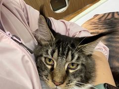 -COLOR PETS 撸猫馆·购猫·猫咖(长风大悦城店)