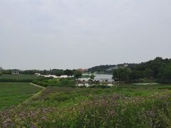 -大塘金香草谷
