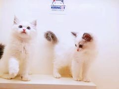 -十年猫舍·猫咪专门店(普陀店)