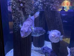 -海合安成都极地海洋公园