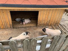 -上海崇明金茂凯悦酒店