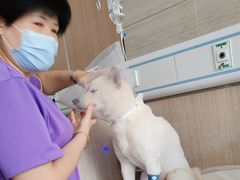 -北京观赏动物医院·24小时大型综合·猫专科·异宠专科