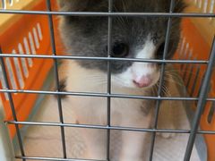 -Bastet sally猫舍购宠(静安店)