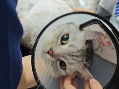 -博特宠物医院24h犬猫全科.骨科·异宠
