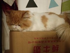 -Cappucimeow猫咪咖啡馆(韦伯时代店)