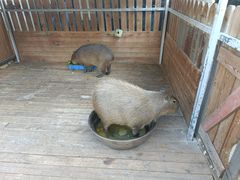 -廊坊固安福朋喜来登酒店