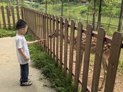 -王借岗森林公园