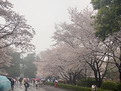 -武汉大学-樱园