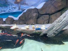 -海合安青岛极地海洋公园