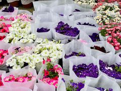 -龙大花卉苗木市场