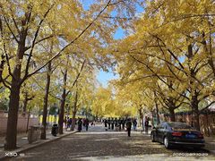 -三里屯东五街银杏大道