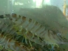 -罗源湾8号渔排
