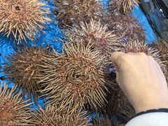 -黑石礁酒楼·海鲜(黑石礁店)