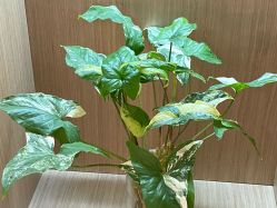 -海菲秀黑钻·SELF SKIN悦己·Tech SPA