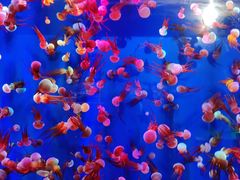 -成都浩海立方海洋公园