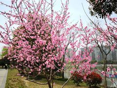 -南翔镇银翔湖公园
