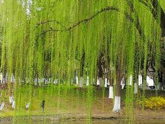 -白塘生态植物园