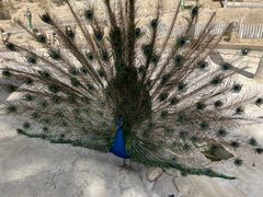 -栾川竹海野生动物园